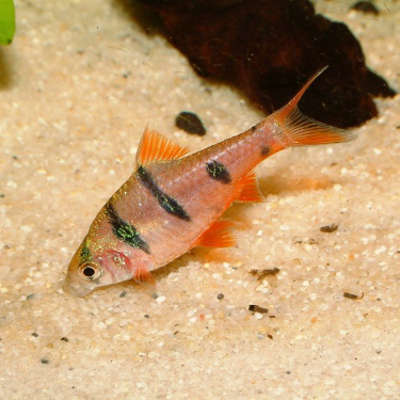 Barbus sumatra