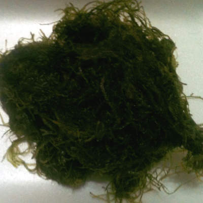 musgo de singapura